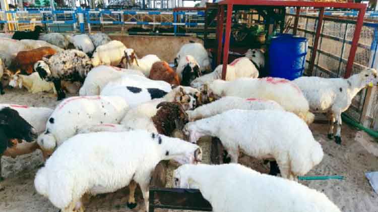 സ്വദേശികൾക്ക് സബ്സിഡി നിരക്കിൽ ചെമ്മരിയാടുകളുടെ വിതരണം ആരംഭിച്ചു