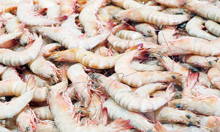 ചെ​മ്മീ​ൻ​വേ​ട്ട വി​ല​ക്ക്​ നീ​ങ്ങി;  ഇ​ന്നു​മു​ത​ൽ വി​പ​ണി​യി​ലെ​ത്തും