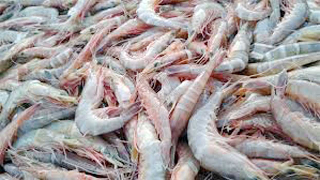 ചെ​മ്മീ​ൻ​വേ​ട്ട​ക്ക് ജ​നു​വ​രി ഒ​ന്നു മു​ത​ൽ വി​ല​ക്ക്