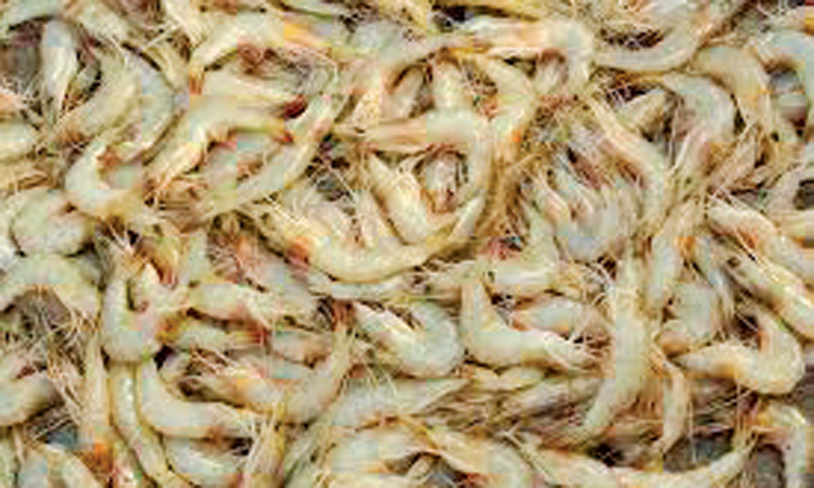 വി​ല​ക്ക് തീ​രു​ന്നു; നാ​ളെ​മു​ത​ൽ കു​വൈ​ത്തി ചെ​മ്മീ​ൻ തീ​ൻ​മേ​ശ​ക​ളി​ലെ​ത്തും 