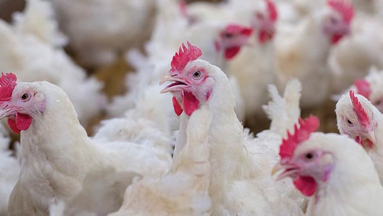 പക്ഷിപ്പനി: കണ്ണൂർ ജില്ലയിലേക്ക് കോഴി, താറാവ്, കാട എന്നിവയെ കൊണ്ടുപോകുന്നതിന് വിലക്ക്