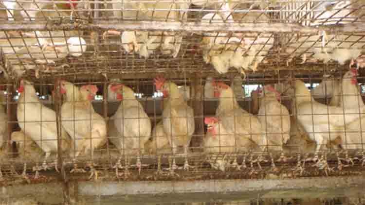 അടുത്ത മഹാമാരി കോഴികളിൽനിന്ന്;​ ലോകത്തെ പകുതിപേരെ കൊന്നൊടുക്കുമെന്ന് ശാസ്​ത്രജ്​ഞൻ