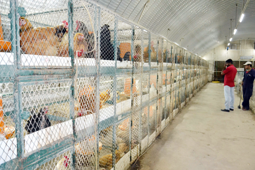 ഇത് കഫീലിന് വേണ്ടി മലയാളികള്‍ നടത്തുന്ന ‘കോഴിസങ്കേതം’