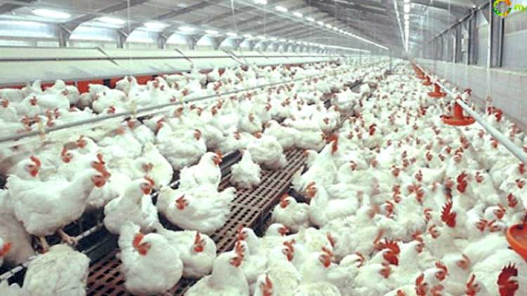 കോ​ഴി​യി​റ​ച്ചി ഉ​ൽ​പാ​ദ​നം: സ്വ​യം പ​ര്യാ​പ്​​ത​ത​യു​ടെ വ​ഴി​യി​ൽ രാ​ജ്യം