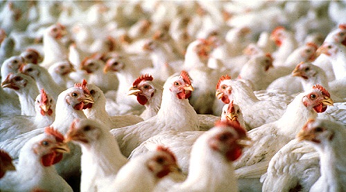 മാട്ടിറച്ചി ക്ഷാമത്തിന്‍െറ മറവില്‍ കോഴിയിറച്ചിക്ക് വില വര്‍ധിപ്പിക്കാന്‍ ചരടുവലി