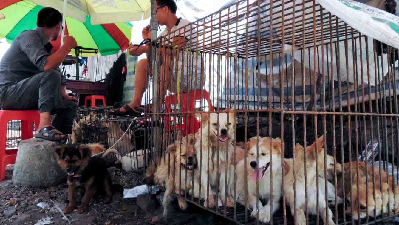 പട്ടികളെയും പൂച്ചകളെയും തിന്നുന്നത്​ നിരോധിച്ച്​ ചൈനീസ്​ നഗരം