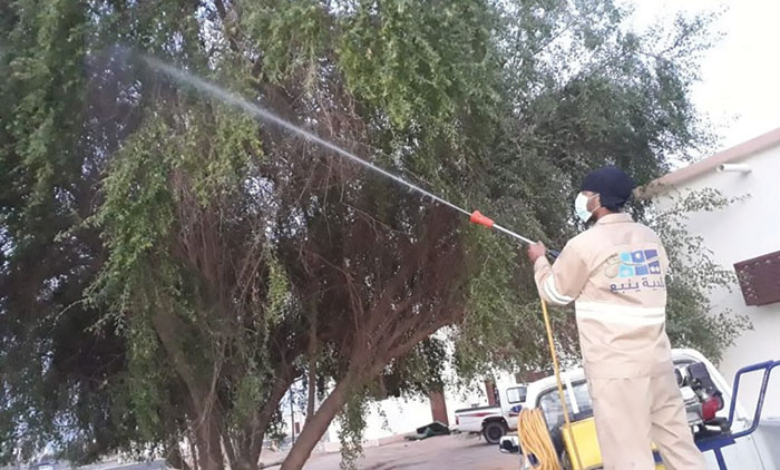 യാമ്പുവിൽ  ചീവീട് ശല്യം; പ്രതിരോധ നടപടിയുമായി മുനിസിപ്പാലിറ്റി അധികൃതർ