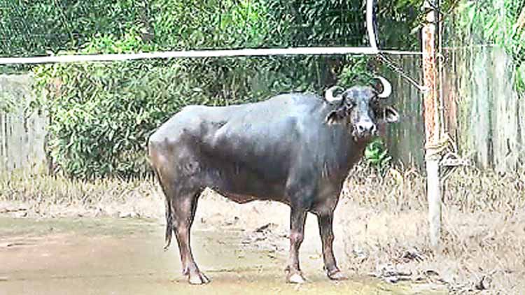 ഇ​ട​യാ​റി​ൽ പോത്ത് വിരണ്ടോടി; പിന്നാ​ലെ പാഞ്ഞ്​ നാട്ടുകാർ