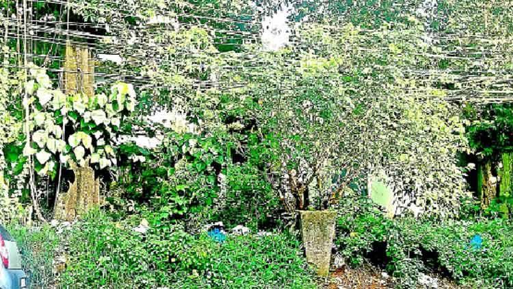 റ​വ​ന്യൂ വ​കു​പ്പി​െൻറ സ്ഥലം കാടുകയറി നശിക്കുന്നു