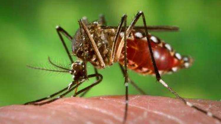 കാവുംകര മേഖലയിൽ ഡെങ്കിപ്പനി പടരുന്നു