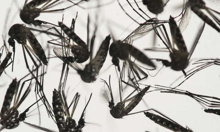 കൊതുകുവലയിൽ കൊച്ചി