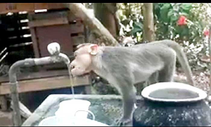 വേ​ന​ൽ​ച്ചൂ​ടി​ൽ വെ​ള്ളം​തേ​ടി കു​ര​ങ്ങ്