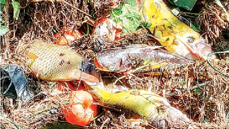 മുട്ടാർ പുഴയിൽ മാലിന്യം;  മീൻ ചത്തുപൊങ്ങി