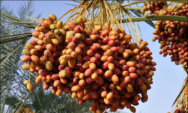 Date palm