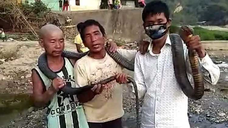 അരി ലഭിക്കുന്നില്ല; രാജവെമ്പാലയെ ഭക്ഷണമാക്കി അരുണാചലിലെ യുവാക്കൾ