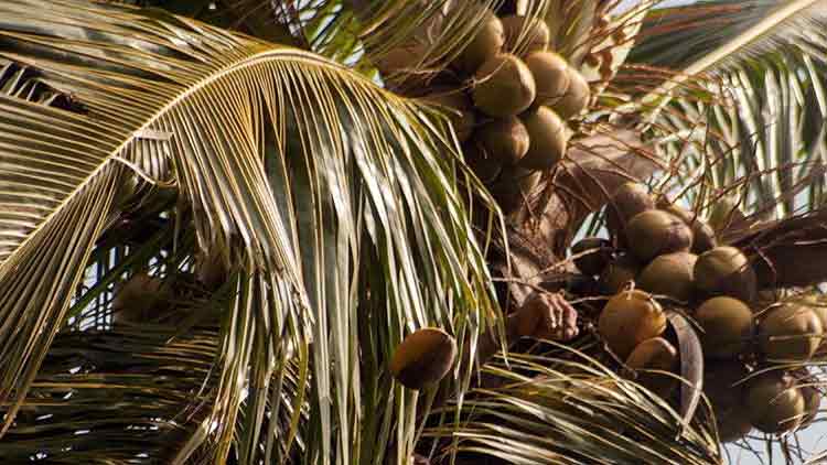 coconut-161219.jpg