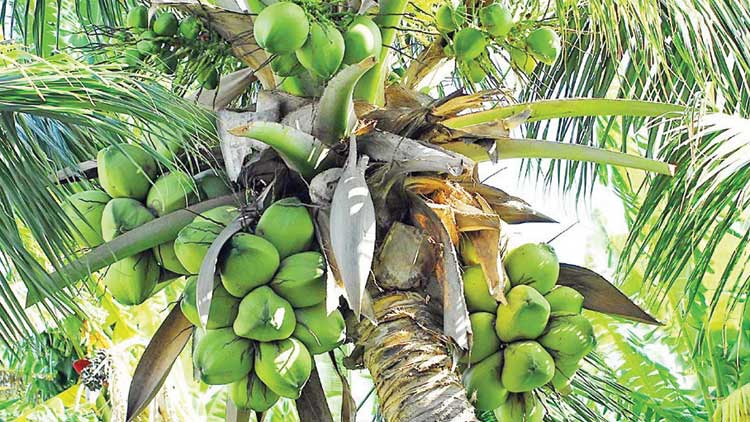 പ്രവാസഭൂമികയിലും മലയാളിക്ക്​  നാളികേര രുചി മുഖ്യം