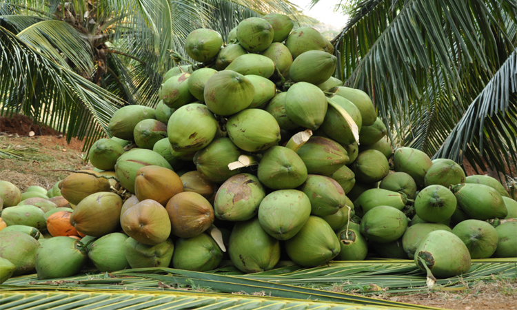 പച്ചത്തേങ്ങ സംഭരണത്തിന്​ സഹകരണ സംഘങ്ങളും