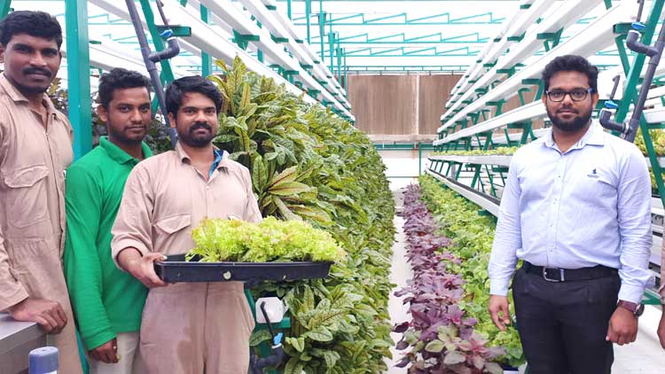 മ​രു​ഭൂ വി​ള​വെ​ടു​പ്പി​െ​ൻ​റ ക​ണ്‍കു​ളി​ര്‍ കാ​ഴ്​ചക​ളി​ല്‍ റാ​സ​ല്‍ഖൈ​മ