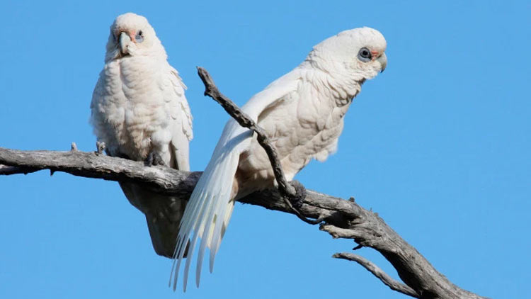 corella-2 corella-2