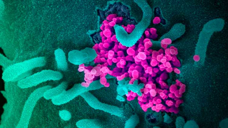 യു.എ.ഇയിൽ ‍15 പേര്‍ക്ക് കൂടി കോവിഡ്