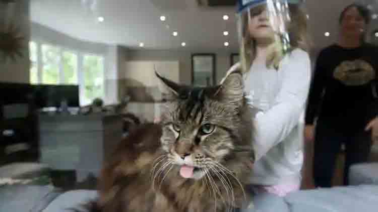 ലണ്ടനിൽ വളർത്തു പൂച്ചക്ക്​ ​ കോവിഡ്​ 