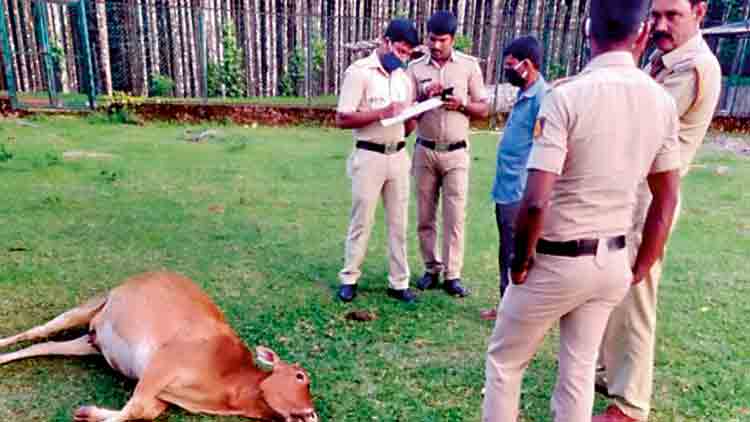 വിഷം കലർത്തിയ ചക്ക തിന്ന് കർണാടകയിൽ മൂന്നു പശുക്കൾ ചത്തു
