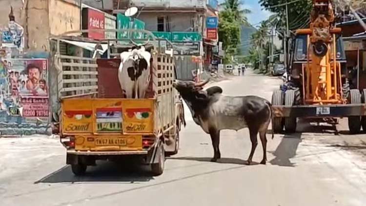 ആ ഓട്ടം നൊമ്പരമായി; മഞ്ചമലൈക്കടുത്തേക്ക്​​  ലക്ഷ്​മി തിരികെയെത്തി-Video     