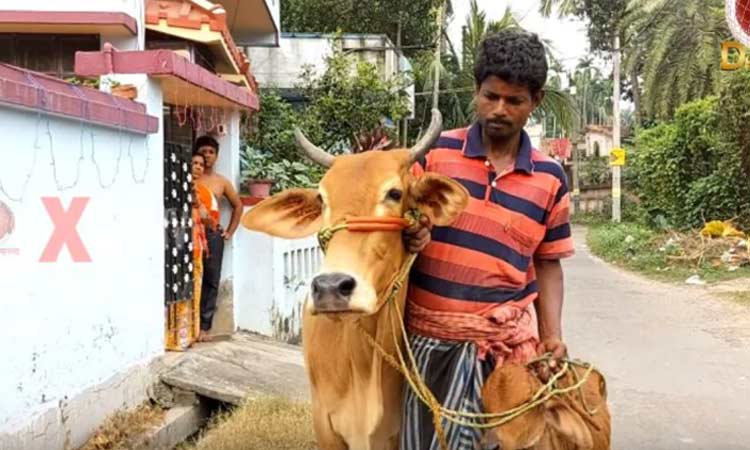 cow-for-gold-loan
