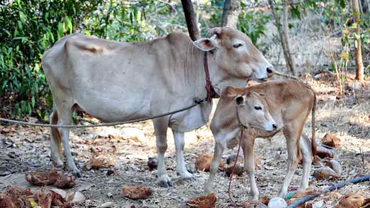 കന്നുകാലികൾക്കെന്താ ചൂടില്ലേ?