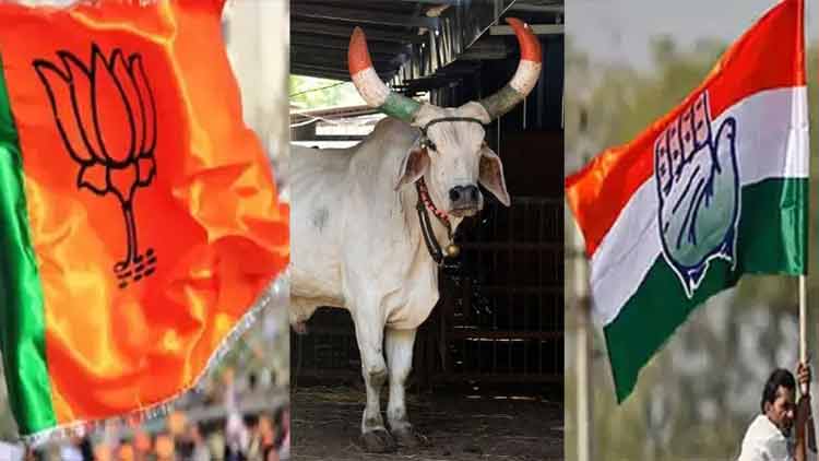 ചാണകം വാങ്ങി വളമാക്കുമെന്ന്​ കോൺഗ്രസ്​; പ്രശംസിച്ച്​ ആർ.എസ്​.എസ്​, പരിഹസിച്ച്​ ബി.ജെ.പി