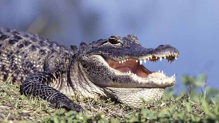 മീൻവലയിൽ കുടുങ്ങിയത് മുതലക്കുഞ്ഞ്; കറിവെക്കാനുള്ള ശ്രമത്തിനിടെ ഒരാൾ പിടിയിൽ