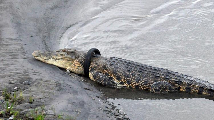 കഴുത്തിൽ ടയർ കുടുങ്ങിയ മുതലക്ക്​ ആസ്​ട്രേലിയയിൽനിന്ന്​ രക്ഷകനെത്തി