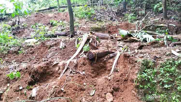 കാ​ട്ടാ​ന​ക്കൂ​ട്ടം താ​ണ്ഡ​വ​മാ​ടി; 40 ഏ​ക്ക​റിലെ കാ​ർ​ഷി​ക വി​ള​ക​ൾ​ക്ക്​ നാ​ശം