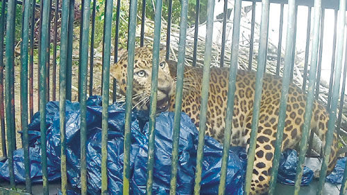 നാടിനെ വിറപ്പിച്ച പുലി കൂട്ടിലായി