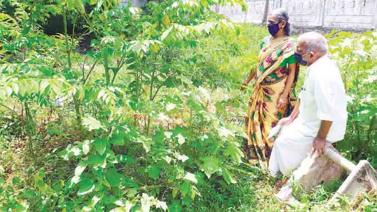 ശ്രീധര​െൻറ സ്വപ്​നങ്ങൾക്ക്​ മേൽ സർക്കാർ റോഡ്​ പണിയും 