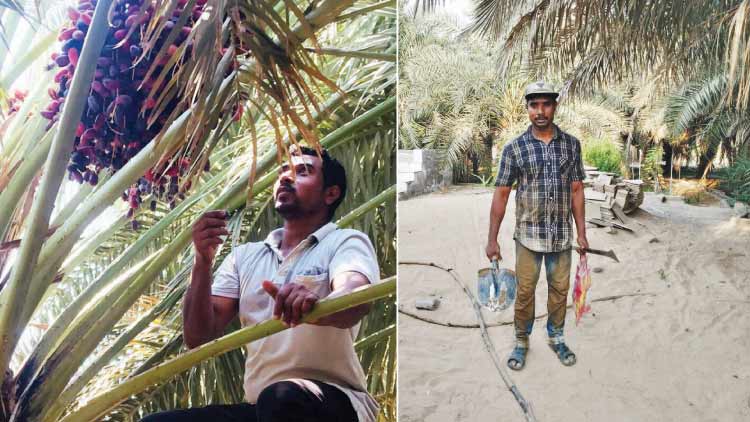 ബദ്റിലെ ഈത്തപ്പഴകൃഷിയിൽ അഭിമാനപൂർവം ഇൗ മലയാളി ബദ്റിലെ ഈത്തപ്പഴകൃഷിയിൽ അഭിമാനപൂർവം ഇൗ മലയാളി