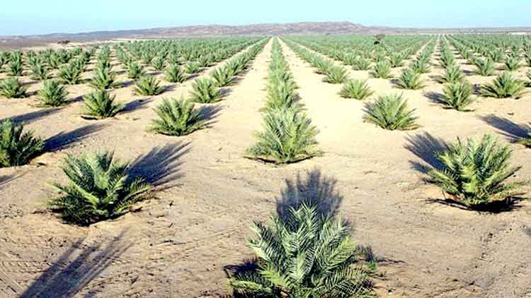 രാജ്യത്തെ ഏ​റ്റ​വും വ​ലി​യ ഇൗ​ത്ത​പ്പ​ഴ  സം​സ്​​ക​ര​ണ കേ​ന്ദ്ര​ നി​ർ​മാ​ണം ഈ ​വ​ർ​ഷം