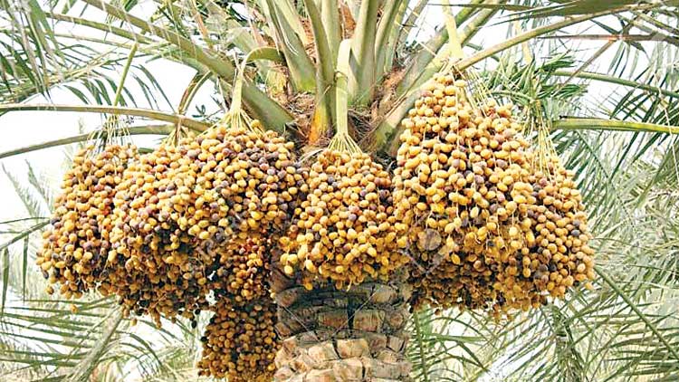 ഇ​ത്​ രു​ചി​യേ​റും റു​ത​ബി​െൻറ കാ​ലം