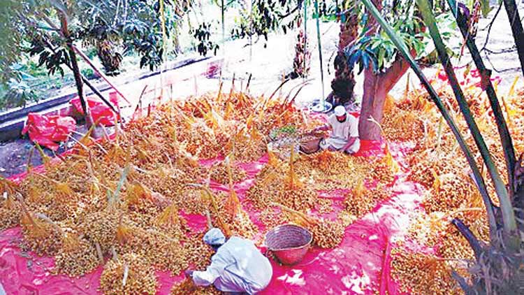 ഈത്തപ്പഴ വിളവെടുപ്പ് കാലത്തിന് പരിസമാപ്തി ഈത്തപ്പഴ വിളവെടുപ്പ് കാലത്തിന് പരിസമാപ്തി