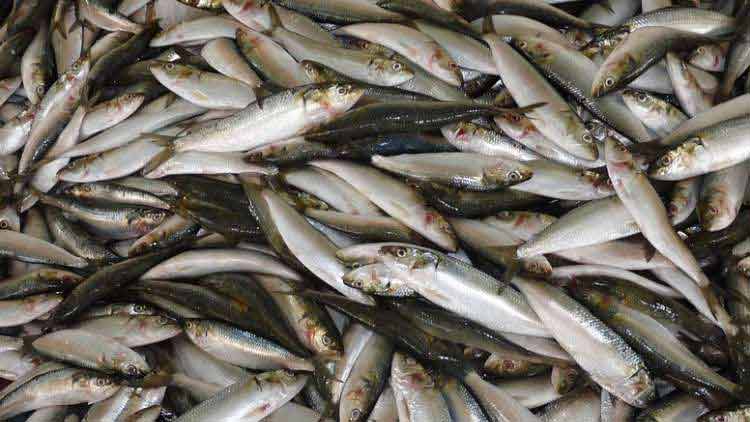 തങ്കശ്ശേരിയില്‍ മത്സ്യവില കുറച്ചു