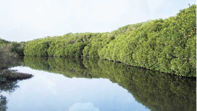 ‘ഫർസാൻ ദ്വീപ്​’ ജൈവ വൈവിധ്യത്തി​െൻറ കലവറ