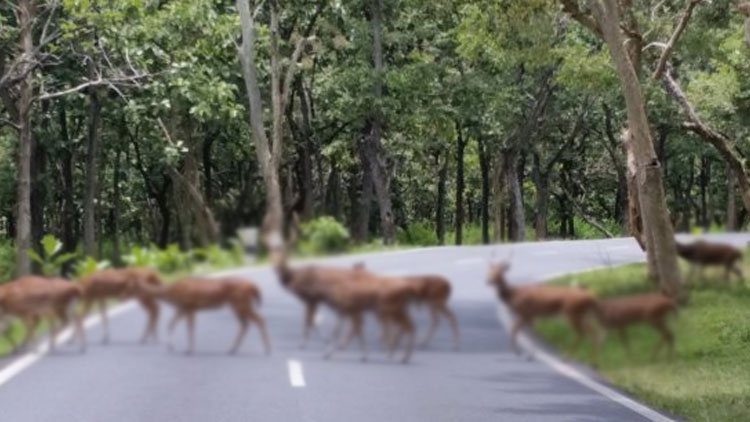 മാൻ കൂട്ടം സ്‌കൂട്ടറില്‍ ഇടിച്ച് യുവതിക്ക് പരിക്ക്