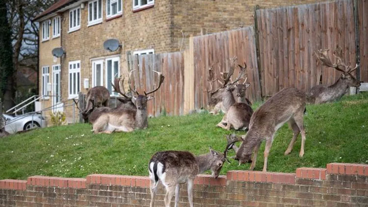 Deer take over East London streets