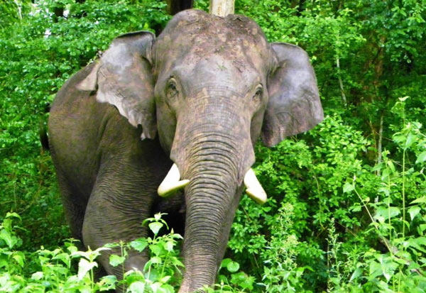 ആനവേട്ട: അന്വേഷണത്തിനിടെ വനപാലകര്‍ പരിശീലനത്തിന് വിദേശത്തേക്ക്