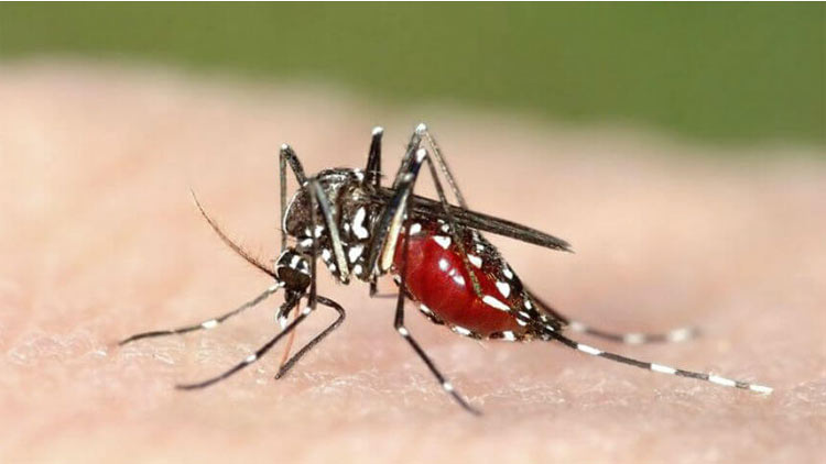 കൺട്രോൾ റൂമുകൾ നിർജീവം; പനിക്കണക്കിൽ തലസ്​ഥാനത്ത്​ ഡെങ്കിയില്ല