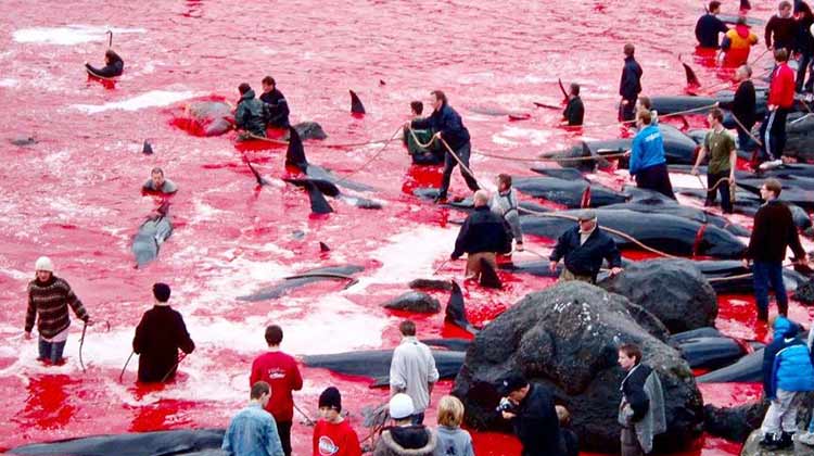 denmark-Whales-Slaughter
