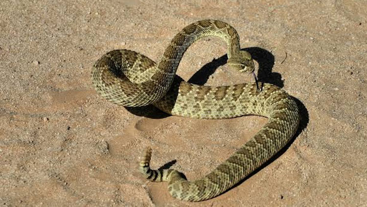 പ്രവാസികളും പാമ്പു ക​ടി​യേ​ൽ​ക്കാ​തെ ശ്ര​ദ്ധി​ക്കാം