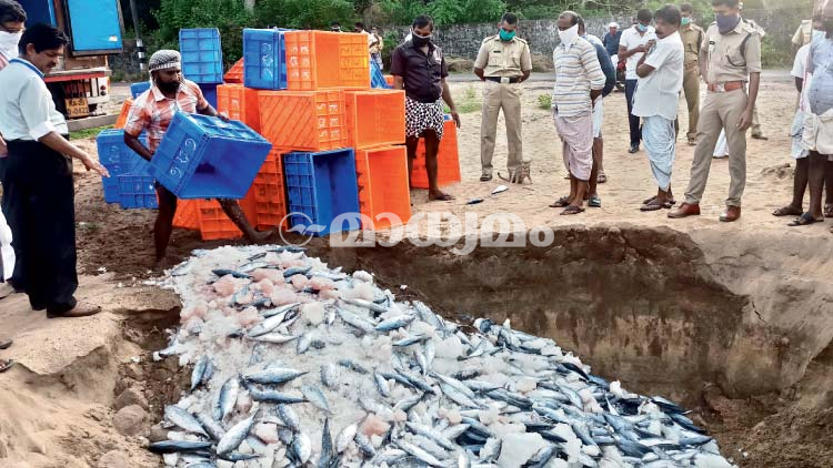 രാസവസ്തു കലർത്തിയ 3.69 ടൺ മത്സ്യം പിടികൂടി നശിപ്പിച്ചു രാസവസ്തു കലർത്തിയ 3.69 ടൺ മത്സ്യം പിടികൂടി നശിപ്പിച്ചു