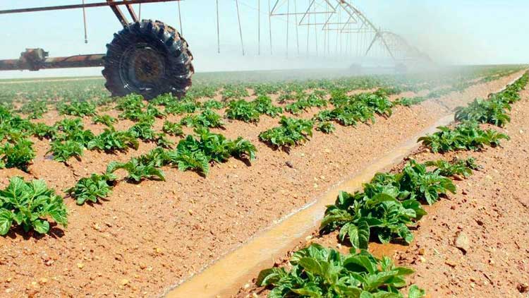 ഭ​ക്ഷ​ണ​ല​ഭ്യ​ത: ഊ​ർ​ജി​ത ശ്ര​മ​ങ്ങ​ളു​മാ​യി സൗ​ദി കാ​ർ​ഷി​ക മ​ന്ത്രാ​ല​യം